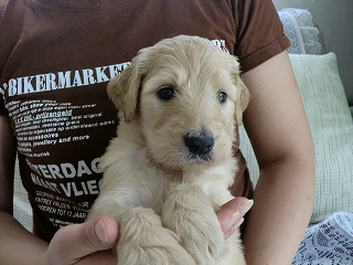 ゴールデンドゥードル　子犬